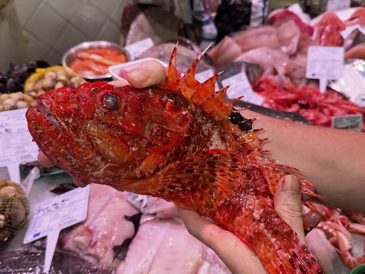 Un cabracho recién sacado del mostrador de la pescadería