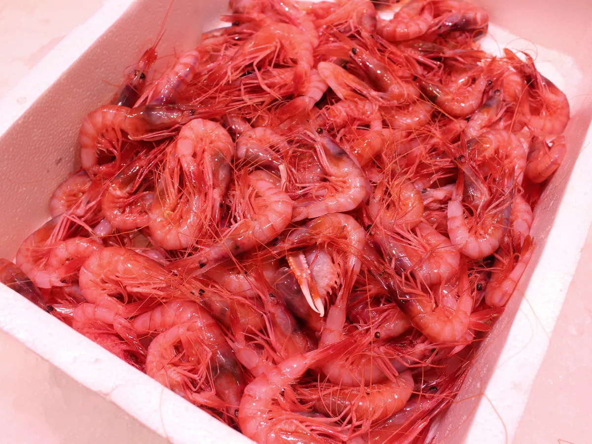 Bandeja de gambas rojas frescas de Peix de Platja Olivé